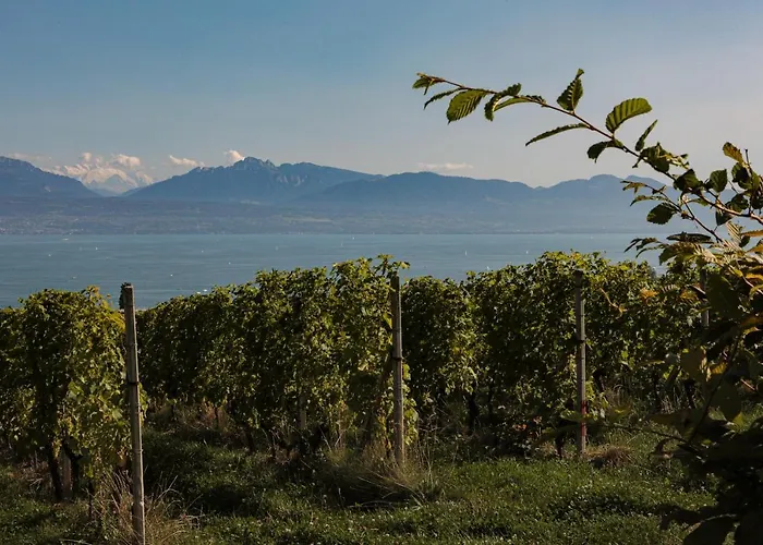 Les Volets Bleus Appartement Morges